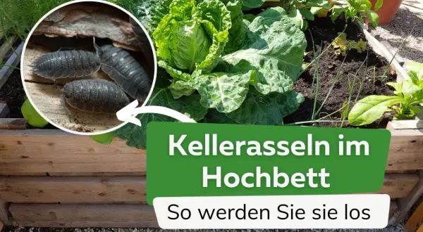 Nahaufnahme von Kellerasseln in einem Hochbeet mit Kohl und anderen Pflanzen. Der Text "Kellerasseln im Hochbeet" ist sichtbar.