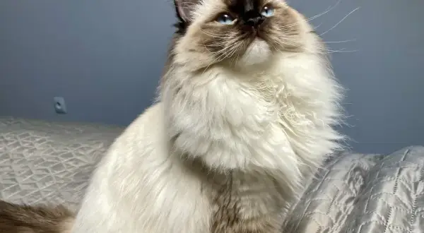 Piękny ragdoll z niebieskimi oczami siedzi na rękach, wyglądając z zaciekawieniem w górę.