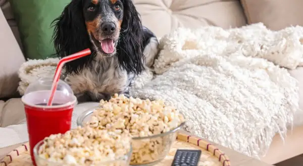 Pies z radością patrzy na miski popcornu i napój, zastanawiając się, czy pies może jeść popcorn.