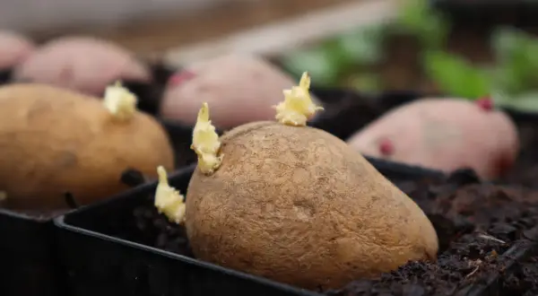 Sprouting potatoes in black seedling trays filled with dark soil.
