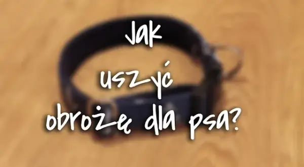 Jak zrobić obrożę dla psa DIY? Poradnik krok po kroku