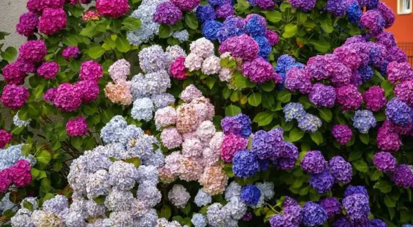 En frodig buske med hortensior i nyanser av rosa, lila och blått. En vacker klippa hortensia som blommar rikligt.