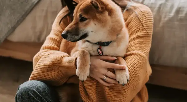 Dziewczyna tuli swojego psa rasy Shiba Inu. Zastanawiasz się, czy pies może jeść ryż? Ten uroczy piesek z pewnością ucieszyłby się z małej porcji.