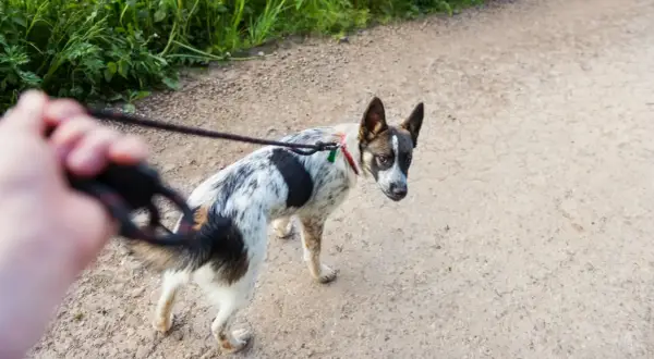 Perro de raza mixta, blanco y negro, con collar rojo, parece un perro reactivo, mirando hacia atrás mientras camina con correa.