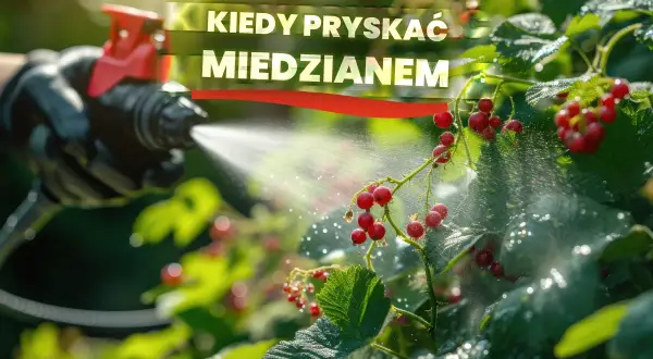 Kiedy opryskiwać drzewa owocowe miedzianem, aby uniknąć chorób?