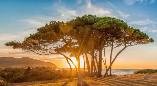 Alba dorata tra i pini marittimi a Baratti, un luogo magico da vedere.
