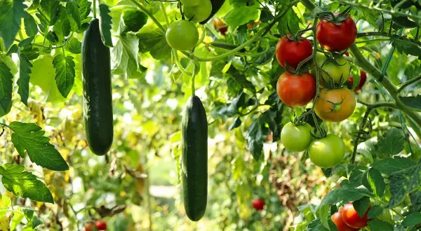 Cetrioli e pomodori maturi pendono dai rami. Un'ottima annata per chi ha deciso cosa piantare a giugno!