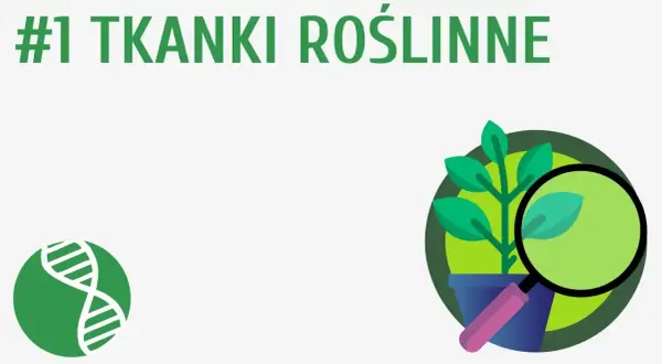 Co to jest tkanka roślinna? Kluczowe informacje i funkcje w botanice