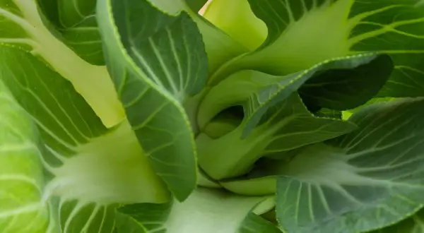 Zbliżenie na soczyste, zielone liście sałaty pak choi, z widocznymi żyłkami i lekko pofałdowanymi brzegami.