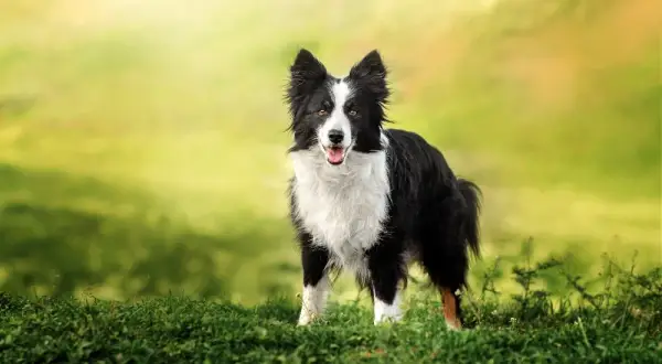 Tresura border collie: Klucz do szczęśliwego psa i spokojnego domu?