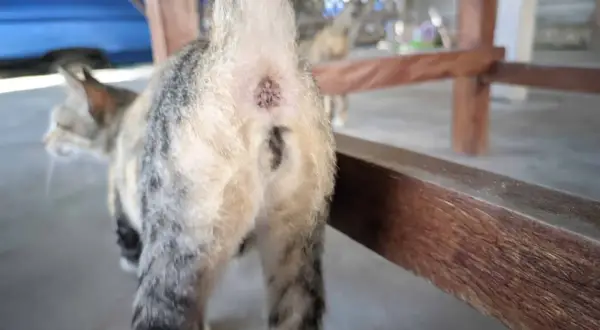 Close-up of a cat's rear end, showing its tail and the area where anal glands are located. Yes, cats have anal glands.
