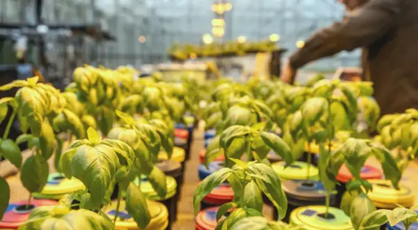 Basilplantor i hydroponisk odling, belysta av Mars Hydro-lampor. En person arbetar i bakgrunden.