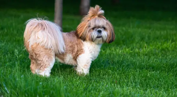 Uroczy shih tzu z puszystą sierścią i kitką na głowie stoi na zielonej trawie.