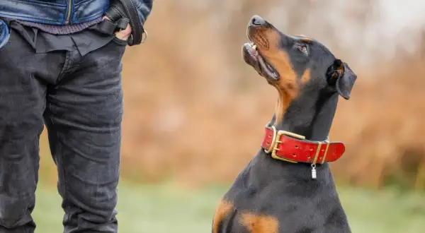 Ein Dobermann mit rotem Halsband blickt erwartungsvoll zu seinem Besitzer. Sein Charakter zeigt sich in der aufmerksamen Haltung.
