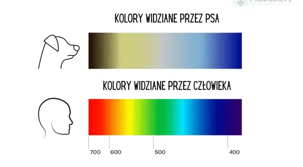 Porównanie barw: pies widzi świat w odcieniach żółci i niebieskiego, inaczej niż człowiek, który dostrzega pełne spektrum.