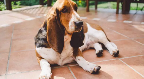 Un Basset Hound, un ejemplo de razas de perros medianos tranquilos, descansa en un patio soleado.