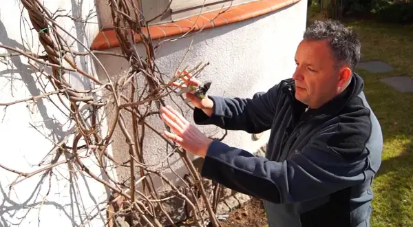 Jak przycinać wisterię, aby uniknąć błędów i cieszyć się kwiatami