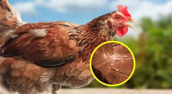 Nahaufnahme eines braunen Huhns mit hervorgehobener Federstruktur, die das Aussehen roter Vogelmilben zeigt.