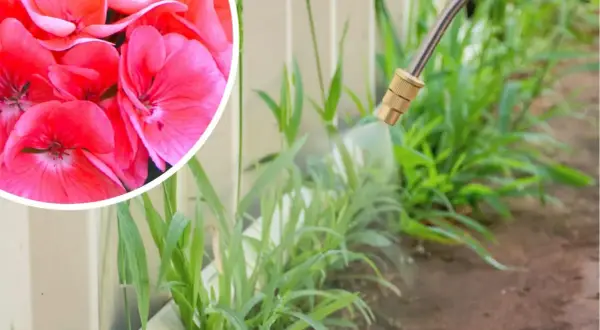 Różowe pelargonie obok chwastów, na które pryskany jest środek z kwasem pelargonowym.