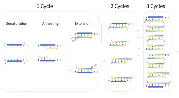 Illustration av PCR-processen: DNA-strängar delas, primers fäster och förlängs i cykler för att skapa många kopior av DNA, vilket är grunden för ett PCR-test.