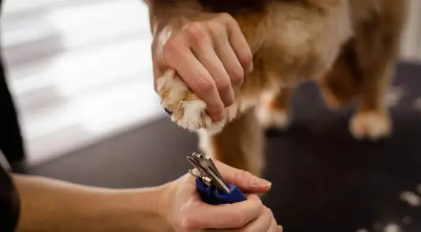 Persona corta las uñas negras de un perro con cuidado.