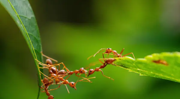 Des fourmis rouges forment un pont vivant entre deux feuilles pour traverser, une scène fascinante de coopération dans le jardin.