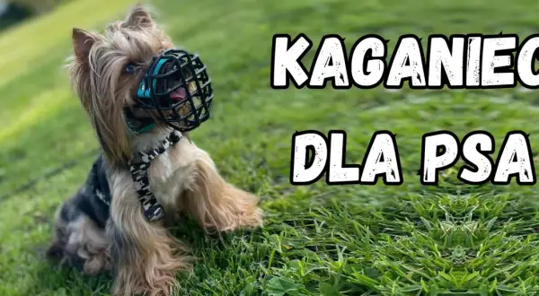 Mały york w kagańcu na trawie. Jaki kaganiec dla psa? Ten model wygląda na wygodny i bezpieczny.