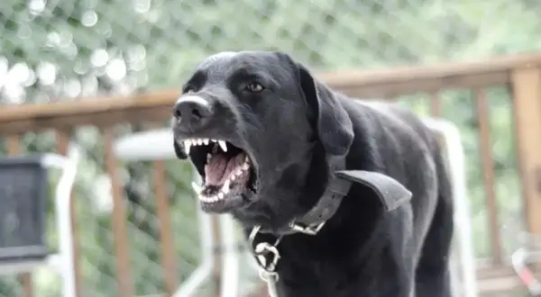 Perro negro con rabia, mostrando sus colmillos afilados.