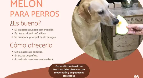 Un perro mira un trozo de melón ofrecido por una mano. Sí, los perros pueden comer melón, es un snack saludable.