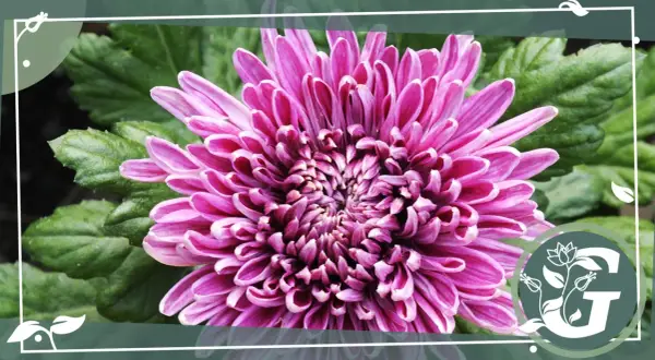 Eine prächtige, pinke Chrysantheme im Topf entfaltet ihre Blütenblätter. Grüne Blätter bilden den Hintergrund.
