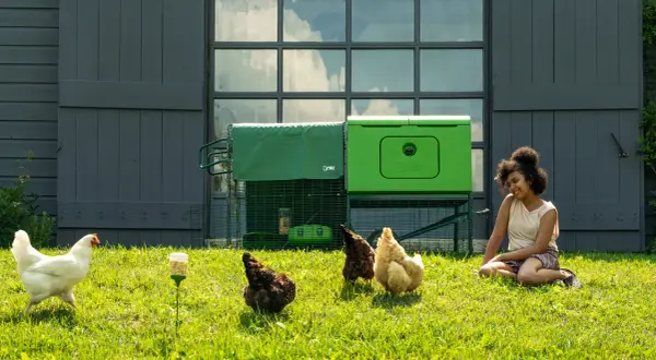 Ein Mädchen sitzt im Gras neben einem Hühnerstall. Wie viel Quadratmeter braucht ein Huhn im Stall? Hier sind vier Hühner, die im Gras herumlaufen.