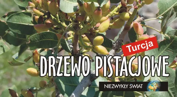 Drzewo jak nuta - odkryj tajemnice orzechów i zagadek