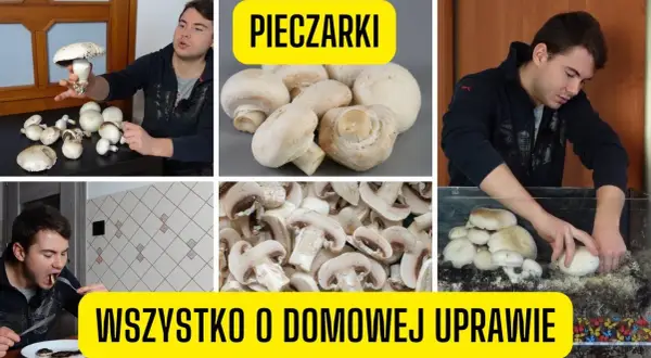 Jak uprawiać pieczarki w domu - proste kroki dla początkujących