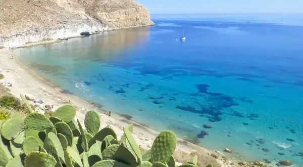 Cactus en primer plano en una cala de San José, Almería. Aguas cristalinas y un velero navegan en el mar azul.
