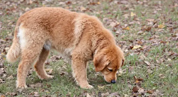 Mon chien mange beaucoup d'herbe d'un coup, le museau dans le gazon parsemé de feuilles mortes.