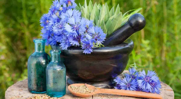 Fiori di fiordaliso in vaso, con erbe e boccette antiche, pronti per preparare rimedi naturali.