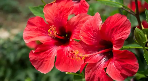 Czerwone, kwitnące hibiskusy, jakby w ciąży, z pąkiem obok.