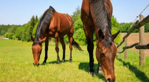 Dwa brązowe konie pasą się na zielonej łące. Drewniany pastuch dla koni oddziela je od dalszej części pola.