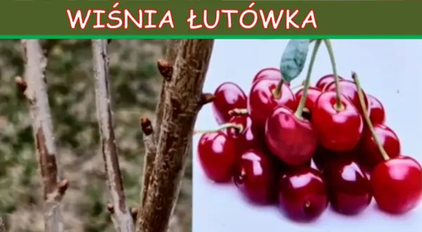 Gałązki wiśni łutówki z pąkami obok kiści dojrzałych, błyszczących wiśni.