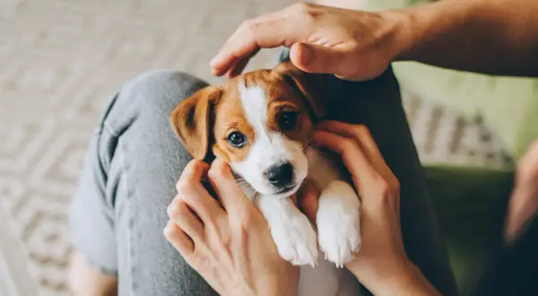 Uroczy szczeniak Jack Russell Terrier w ramionach. Czas na adopcję? Kiedy wydawać szczeniaki, by były szczęśliwe i zdrowe.