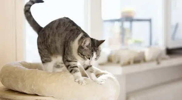 A tabby cat kneads a plush bed, a comforting behavior that explains why does my cat knead me.