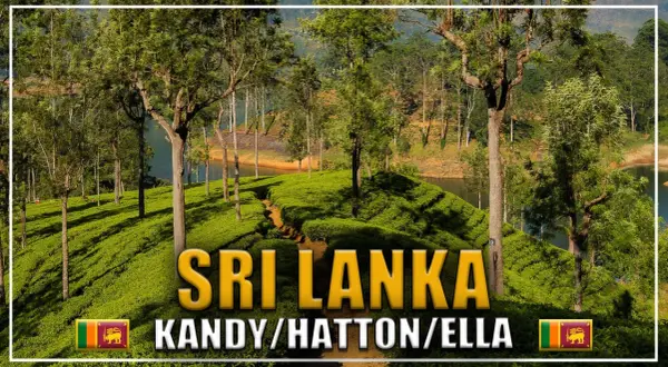 Zielone plantacje herbaty w Sri Lance, w okolicach miast Kandy, Hatton i Ella. W tle jezioro i drzewa.