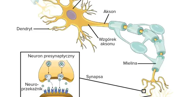 Schemat komórki nerwowej: soma, dendryty, akson z osłonką mielinową i zakończeniem synaptycznym. Pokazano też neuron presynaptyczny uwalniający neuroprzekaźniki.