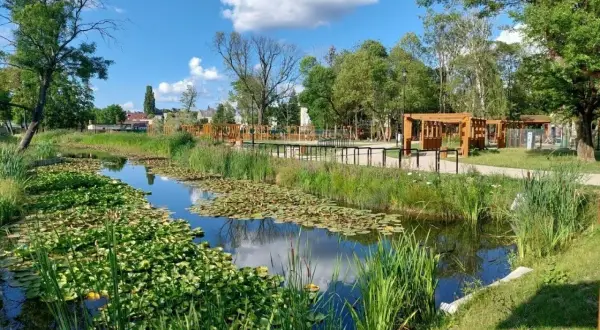 Malowniczy staw z liliami wodnymi i trzcinami, w tle drewniane altany i plac zabaw w parku Agrykola.