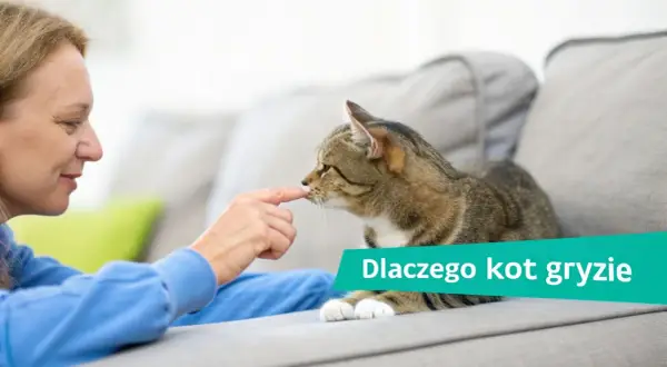 Kobieta delikatnie dotyka nosa kota, który leży na kanapie. Tekst na obrazku: "Dlaczego kot gryzie".