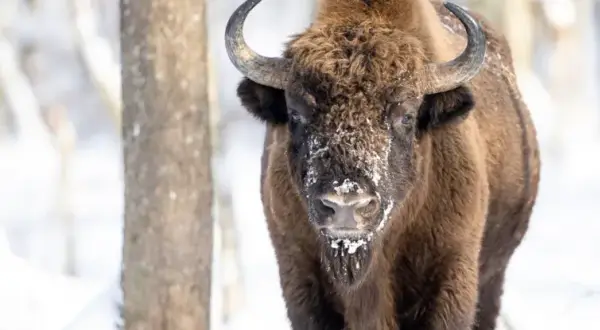 Ein Wisent im Schnee, ein majestätischer Bewohner des letzten Urwalds Europas.