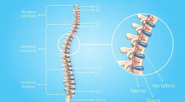 Illustrazione della colonna vertebrale con dettagli su vertebre cervicali, toraciche e lombari. Un ingrandimento mostra nervi e dischi, utili per comprendere la spondilo artrosi.