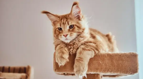 Rudy kot Maine Coon leży na drapaku, zastanawiając się nad oryginalnym imieniem dla kota.