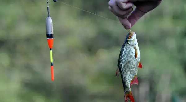 Wędkowanie na jeziorze Jamno: najlepsze gatunki ryb i porady
