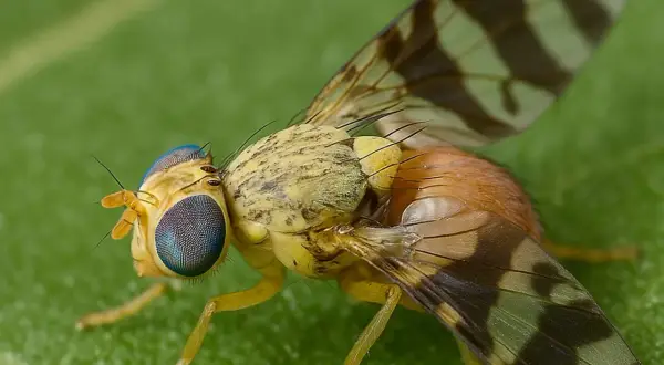 Mosca con occhi blu e ali a strisce, posata su una foglia verde. Il suo corpo giallo e marrone ricorda un piccolo picciolo foglia.
